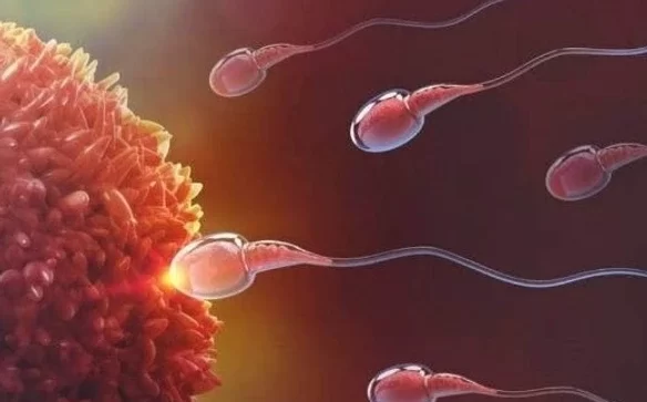 fertilidade2
